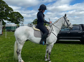 Much-Loved 15.2hh Connemara x ISH Gelding