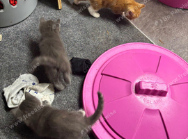 Kittens