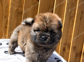6 KC Registered Chow Chow Puppies
