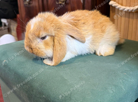 1 Pure French Lop Doe Left