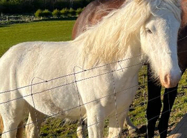 16 month old blagdon cob palomino Sabino filly