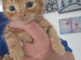 Ginger male kitten