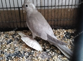 Female Cockatiel