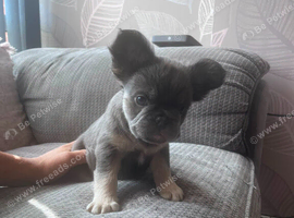 Puppies