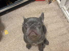 Blue French bulldog