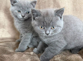 British Shorthair kittens 8 weeks old