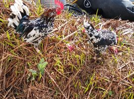 .millie fleur bantam hatching eggs 6