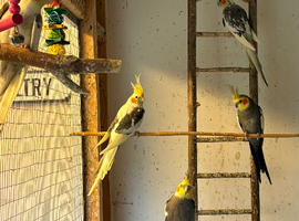 6 Cockatiels