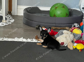 chihuahua girl