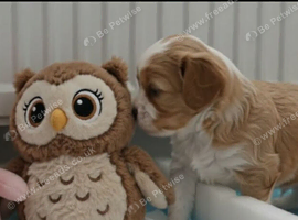 Lovely puppies