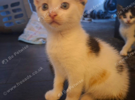 Gorgeous kittens for Sale