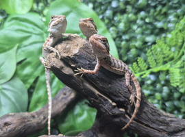 Dark Red Monster Bearded Dragons at Bearded Dragons