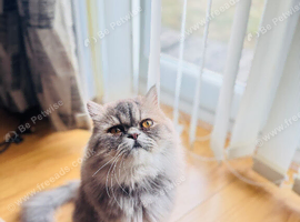 Beautiful exotic Persian longhair cat looking for new home