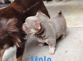 Chihuahua puppies applehead  long coat