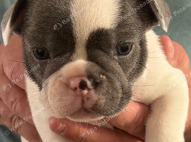 REDUCED &pound;750 LAST 2 French Bulldog pups