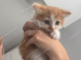 Kitten
