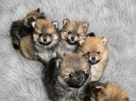 Pomeranian puppies