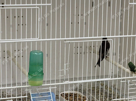 Linnet cock bird