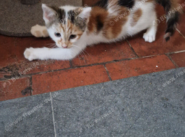 3 girl kittens for sale