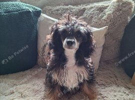 Papillon x Toy poodle puppy