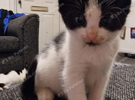 8-Week-Old Kittens Ready Now (Derby)