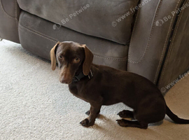 Rehome our beautiful girl