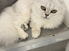 Title Adorable Scottish fold/ Scottish straight Pure Breed