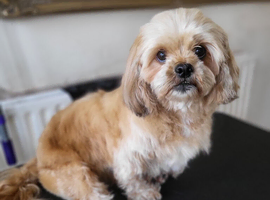 5 Yr old female shih tzu