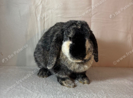 English Lop Doe