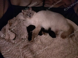 Ragdoll & BSH
