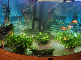 aquarium with fish