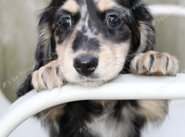 Cream kc registered