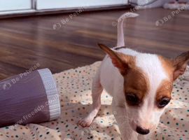 Handsome boy Jack Russel puppy Dash