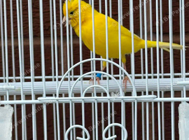 Male cock canary