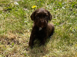 Full cocker spaniels puppy&rsquo;s