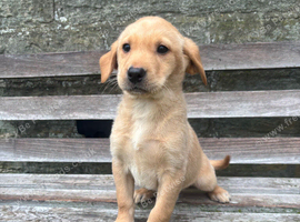Chunky Labrador Girl Pup Ready Now