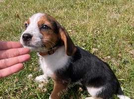 Beagle pup