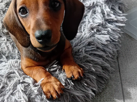 Miniature female red dachshund kennel club registered