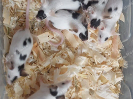 Fancy mice, female black brokens