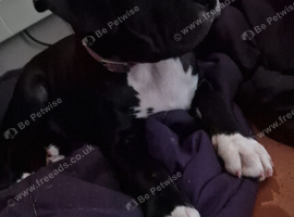 Cane corso cross female
