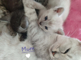 Bengal Cross Ragdoll Kittens