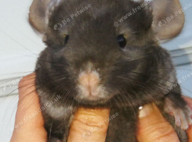 Lovely Baby 4-Month-Old Brown TOV Tan/Velvet Pastel Chinchilla Looking for a New Home!