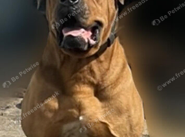 Brown Mastiff