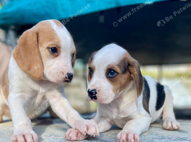 Beagle x Labradors