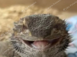 5 year old female bearded dragon looking for a new home