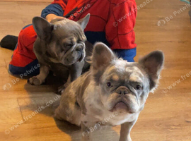 2 female frenchies