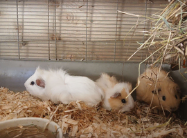 3 male baby guinea pigs