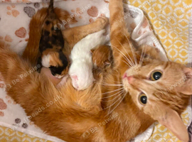Adorable mixed breed kittens