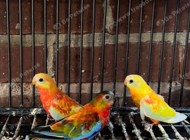 Baby red rumpd parrot for sale
