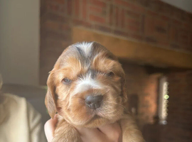 A lovely Stunning Show Type Cocker Spaniel Puppies